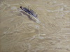 thumbnail image of painting "Floating Feather"